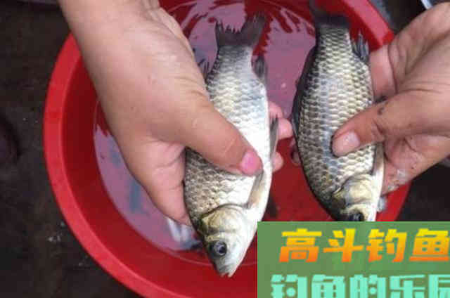 秋季使用蓝鲫饵钓鲫鱼时，添加辅助饵料效果好