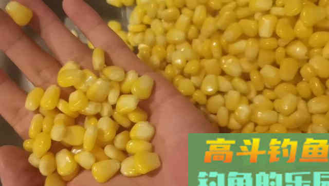 它被垂钓界公认的万能饵，玉米