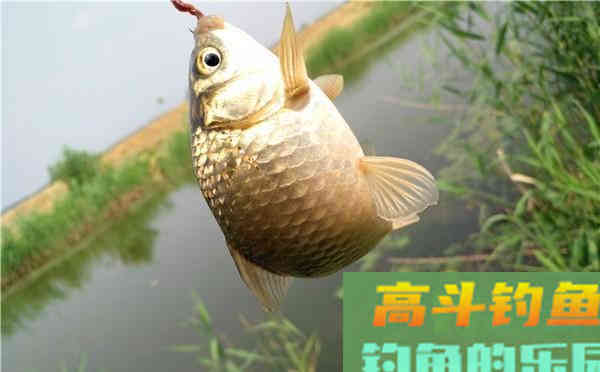 蚯蚓饵料使用加强版