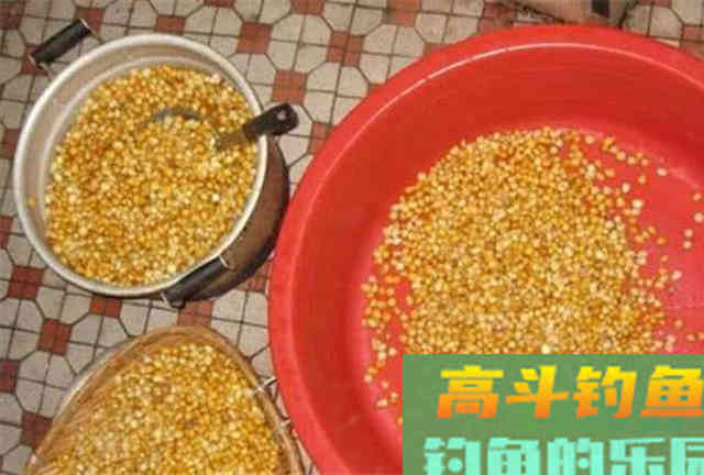 鱼为什么喜欢吃玉米粒？还被钓鱼人称为素饵之王