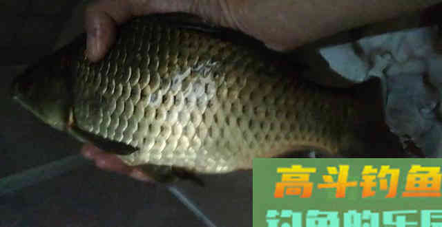 谷麦打窝，跑铅钝钓法野钓