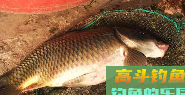 钓鱼打窝绝学分享，想多钓鱼的你值得拥有