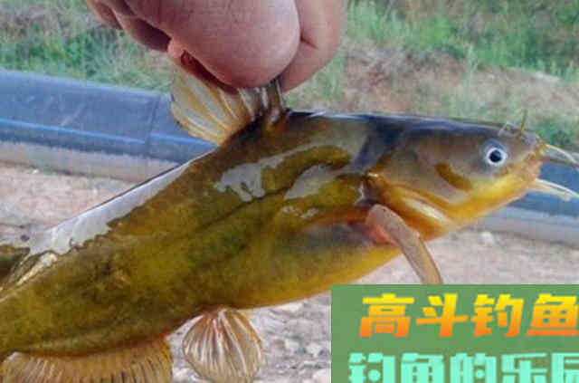 钓了二十年黄骨鱼的这五种速效饵，效果还不错