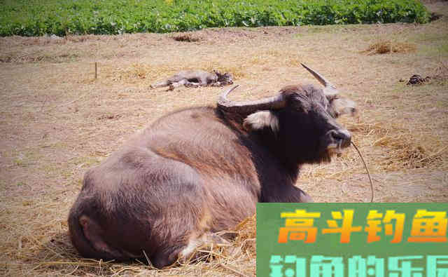 小时候的重口味打窝，狐狸没捉到，惹了一身骚