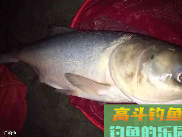 鱼饵四大味型：腥香只是入门，那么酸臭呢？