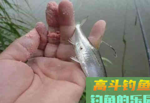 小鱼闹窝不用愁，三个用饵技巧小鱼走