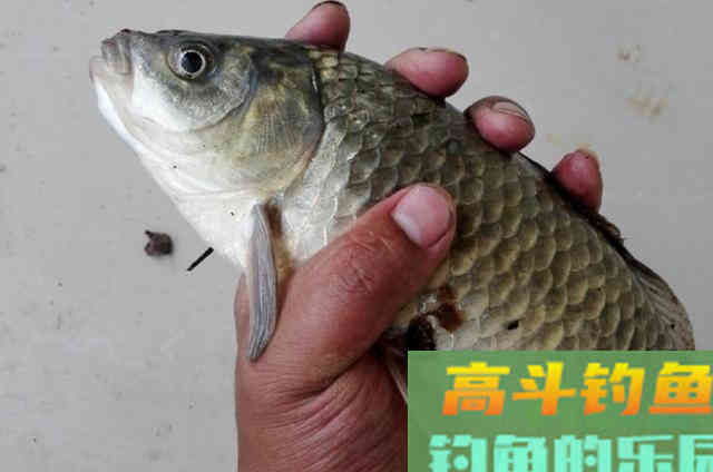 用蚯蚓钓鲫鱼屡屡上钩还双飞，这些技巧很受用