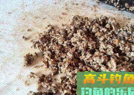 蚕蛹诱鱼能力可媲美红虫，详解一物多用的钓饵