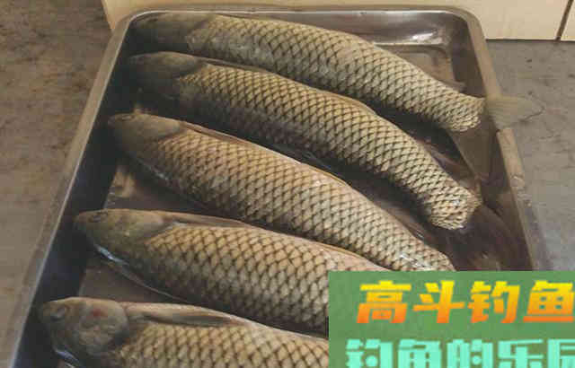 专攻鲤鱼草鱼窝料配方