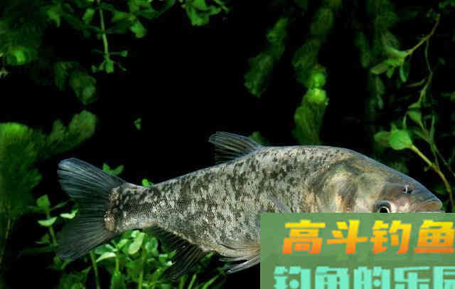 鲢鳙饵料，不仅是味型的不同，开制和应用中还另有篇章
