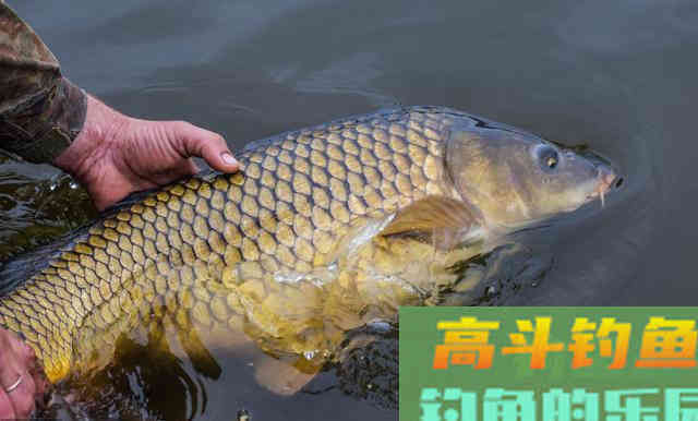 枯饼窝料、酒米窝料配方，鲤鱼连杆上鱼