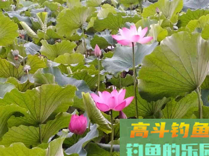 自制本味谷物香添加剂