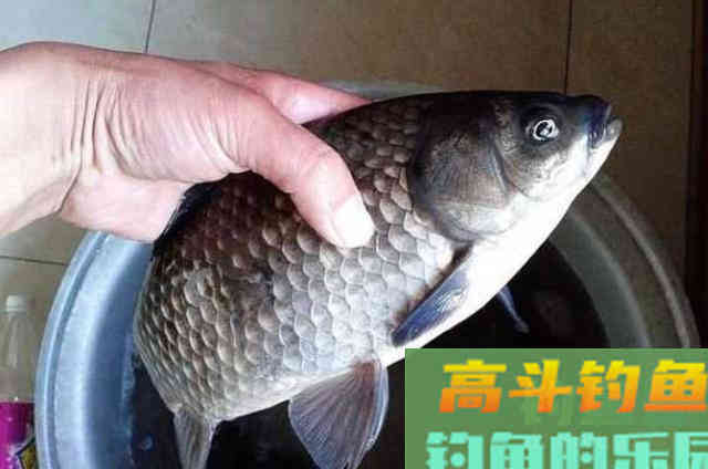 冬天野钓大板鲫时，一些打窝诱鱼方式与技巧