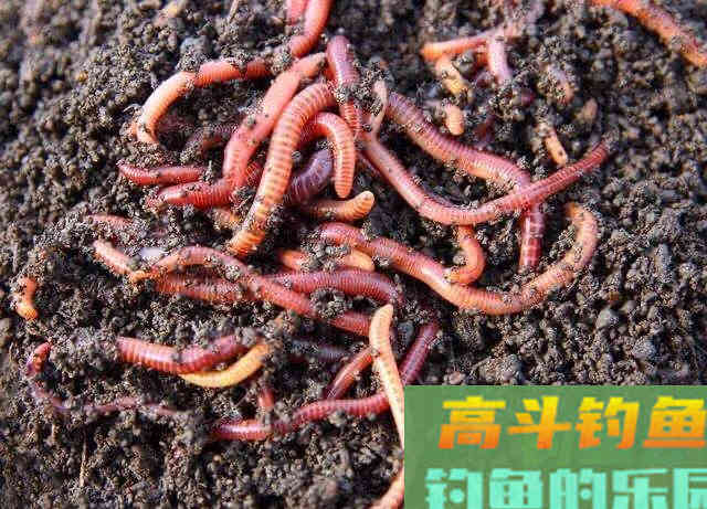 为什么人家挂蚯蚓总能钓到大鲫大鲤，而你只能钓麦穗