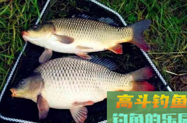 再一次提醒：热天用我这鲤鱼饵