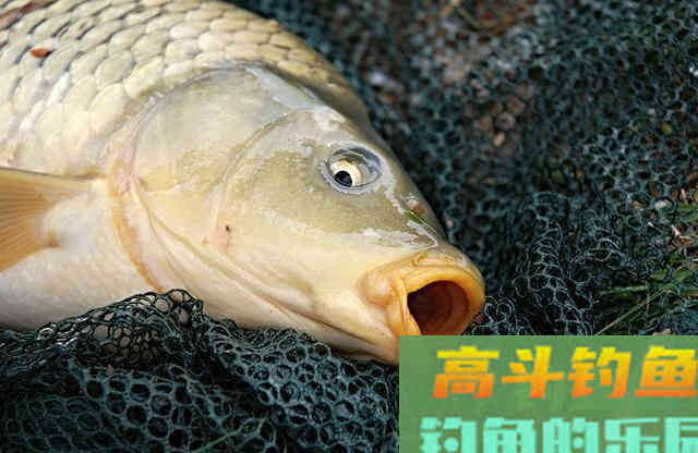 重窝的作用，与小水面打窝的技巧