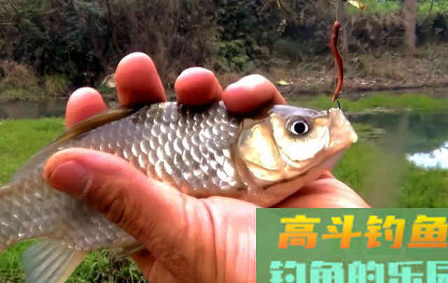 春季钓鱼，使用蚯蚓有讲究，一起来看看技巧