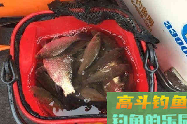 冬天用饵我只需熟记这十字诀，就是好用
