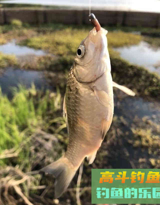 野外钓鱼，制作最简单的诱鱼窝料，钓获野生大板鲫鱼和鲤鱼