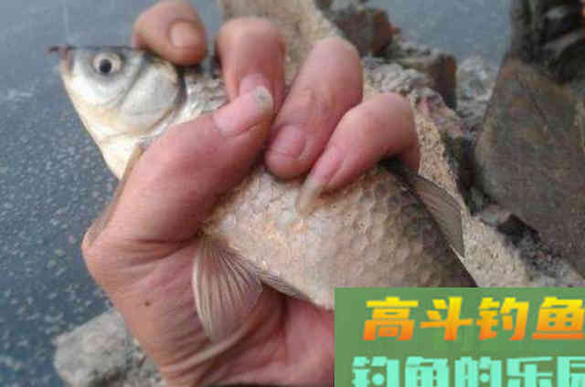 虫饵这加工方式，大鲫鱼每隔三五天就想钓