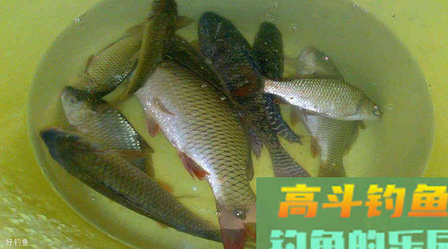 打窝聚鱼慢，其实是方法错了，介绍下我的打窝方法