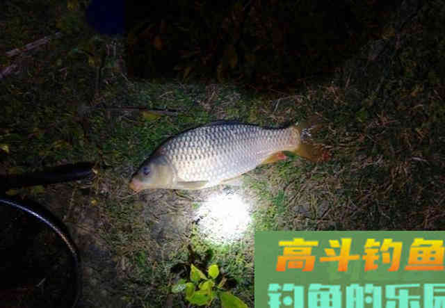 春季湖边夜钓，用蚯蚓作钓黄辣丁，钓获3斤野生鲤鱼