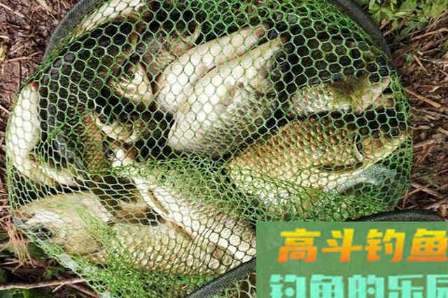 窝料别瞎买了，四季钓鱼打窝料配方送你