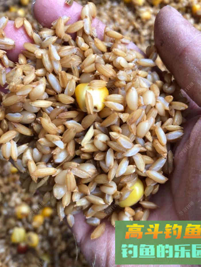 学习谷麦钓第一步，谷麦窝料的制作，上大鱼的第一步