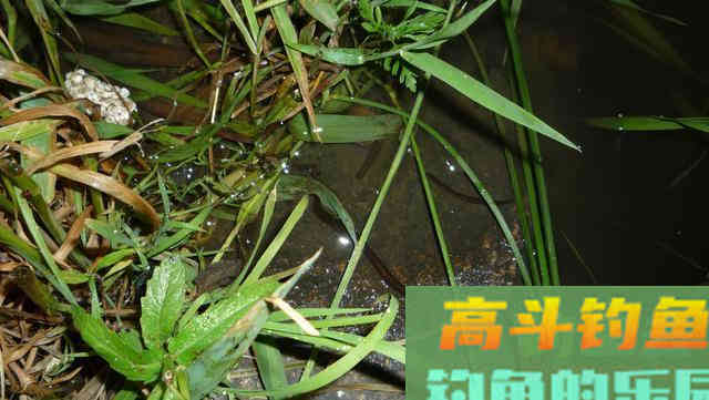 野生鱼儿可不一定喜欢渔具店里卖的饵，得看水里有啥