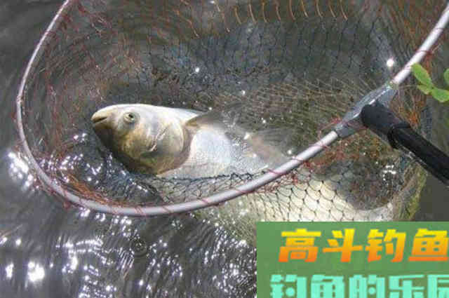 这鲢鳙饵果然一试就灵，每次都很过瘾