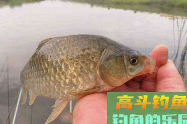 一到夏天，我就喜欢用这鲫鱼窝料