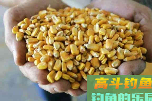 八月钓鲤鱼的凑效饵料，高手们都在用