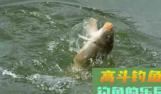 为什么开饵被钓友们称为最重要和最难的过程