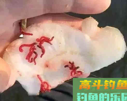 红虫不同场合下做钓饵技巧，用好了隔壁老王都眼红