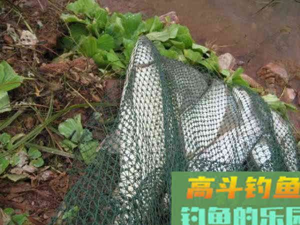 如何制作玉米粒钓饵？如何选点打窝与玉米粒使用技巧