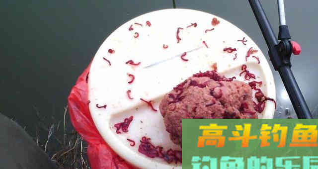 冬钓小鲫鱼，必用的三种饵料，你都用对了吗