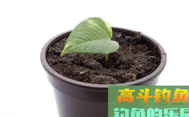 用不完的蚯蚓，用这3种保存方法，下次钓鱼依然能用
