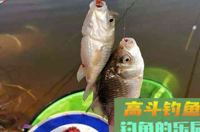 十年前这开饵水被我忽视，冬天狂拉板鲫全靠它
