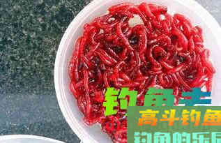 钓鱼红虫保存好，原来有那么多要求，教你更长时间保存