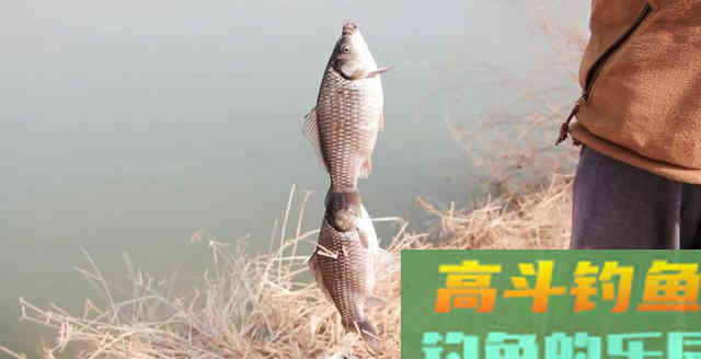 分享4套蓝鲫混搭配方，让你冬季爽钓大板鲫
