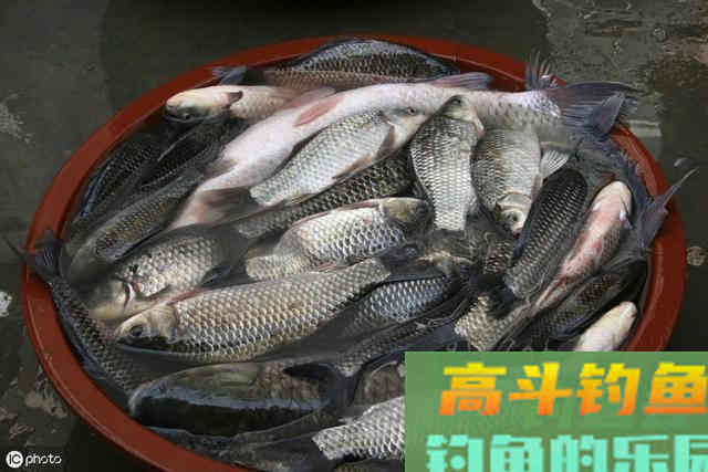秋季如何才能有更好的鱼货，送上秋钓鲫鱼饵料配方