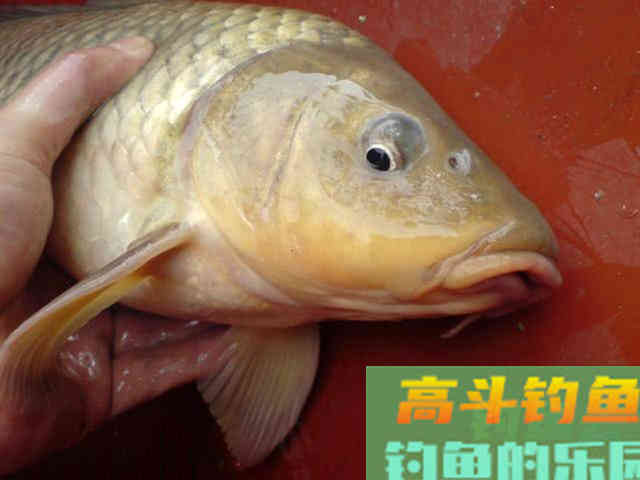 如何用红薯制作钓鱼饵料？特别适合秋天野钓鲤鱼