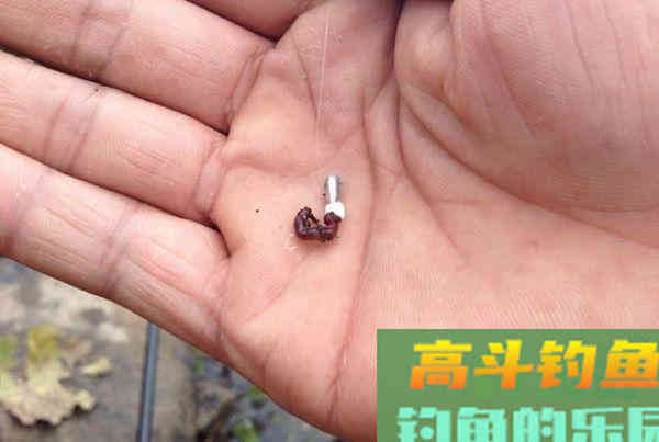 用蚯蚓野钓，怎么调钓，才能灵钝自由转换