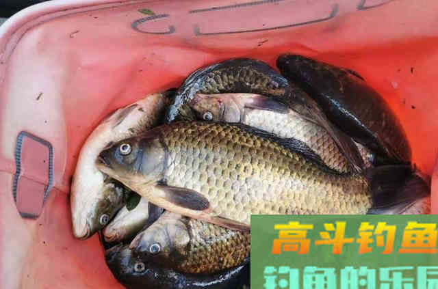 蚯蚓饵的选用与挂钩方式，与商品饵混用