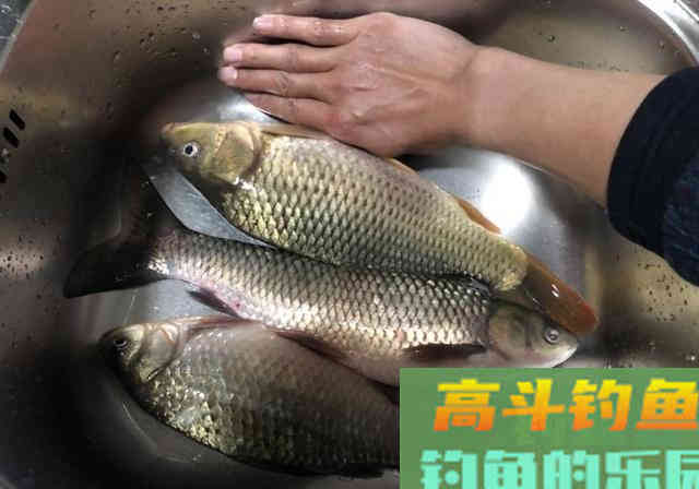 长江野钓，自制纯粮食饵料教学，钓获3条长江野生大鱼