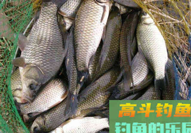 冬季钓鱼这样做窝，诱鱼快留鱼久