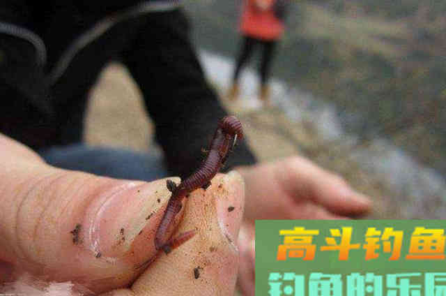 秋天钓大板鲫，万能饵和拉饵谁更好用？看完便知