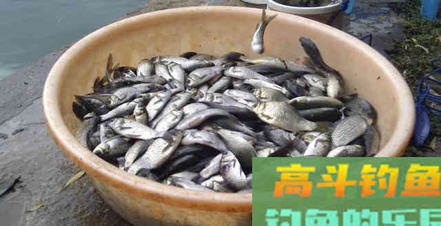 密不外传的冬钓用饵5字口诀，学会的钓友偷偷用吧