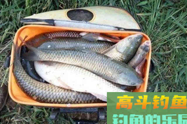 六月后，我就只想用这草鱼尿性饵