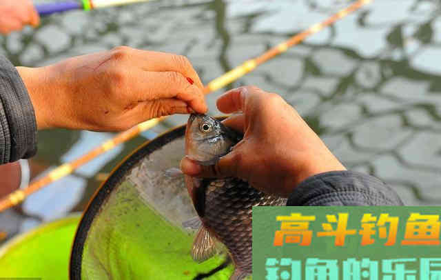 打窝打的多，一定钓鱼多吗？可能还会死窝